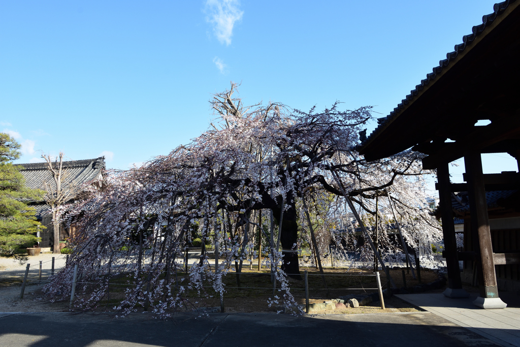 枝垂桜　３/２０❷