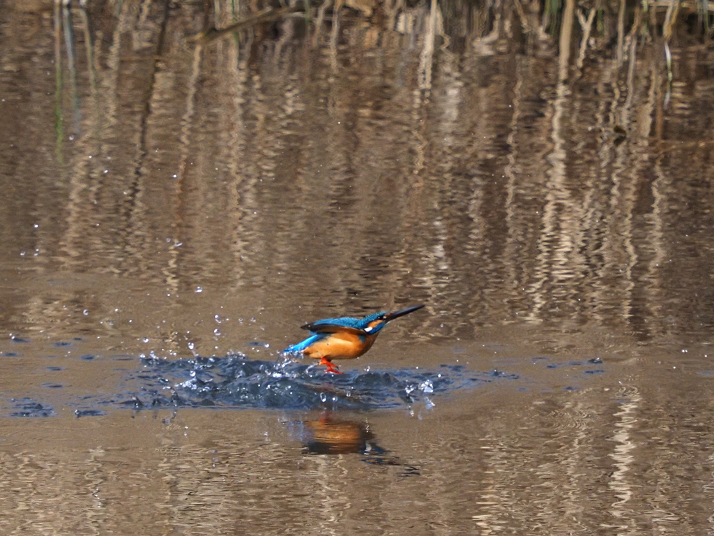 カワセミ　２/２７❸