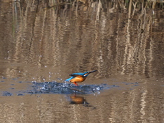 カワセミ　２/２７❸