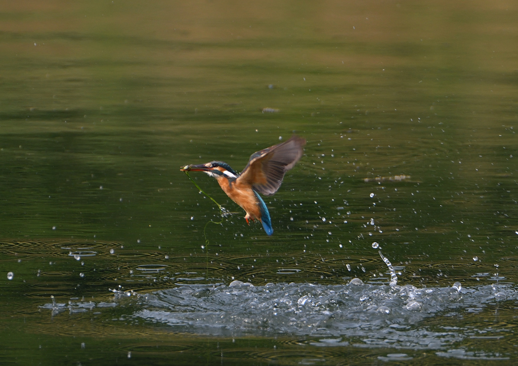 魚を・・・・　５/２６❹
