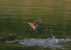 魚を・・・・　５/２６❹