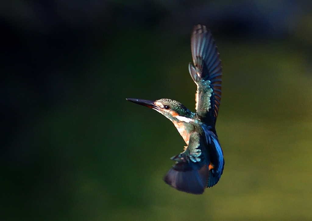 いつもの公園で　８/３１❹