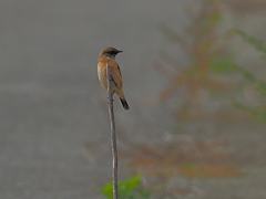 ノビタキ　１０/２０❶