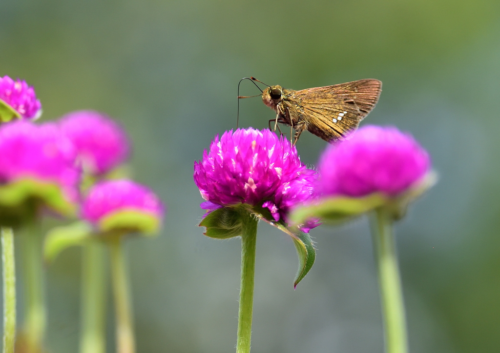 イチモンジセセリ　８/２７