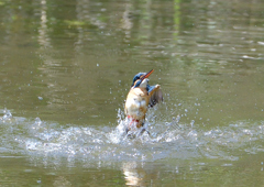 水飛沫　５/５❼