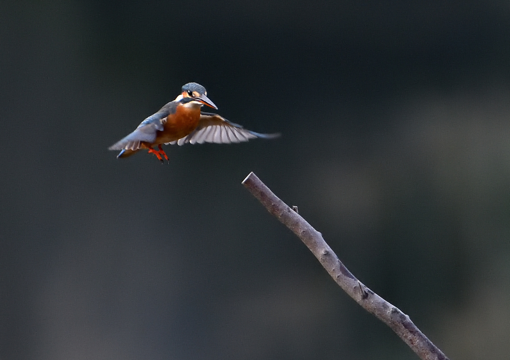 _191031_073655 DSC_7883