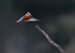 _191031_073655 DSC_7883