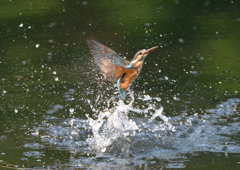 魚を・・・・失敗　８/１