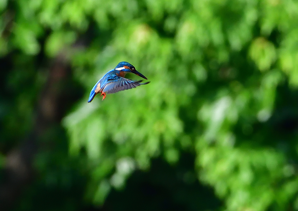 ホバ　５/２２❹