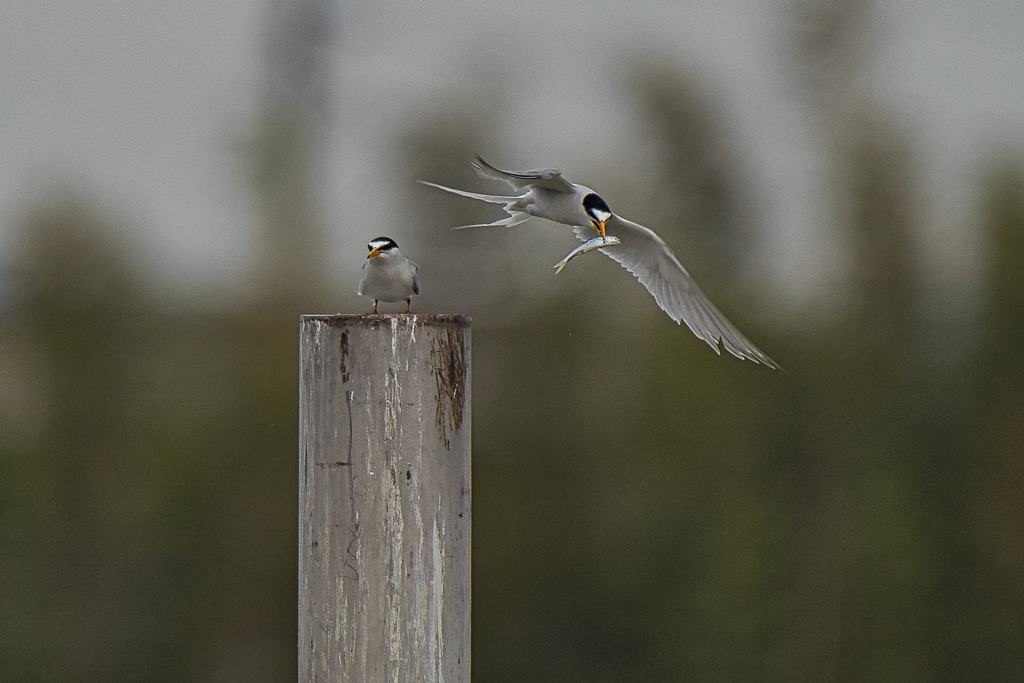 コアジサシ　５/２６❹