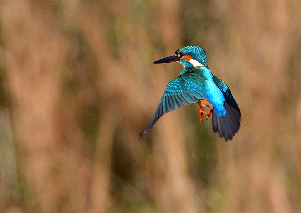 いつもの公園で　１２/３❷