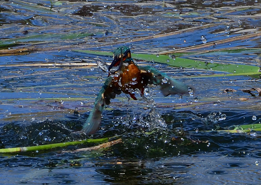 いつもの公園　５/２８❶
