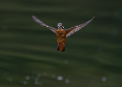 いつもの公園　７/１９➆