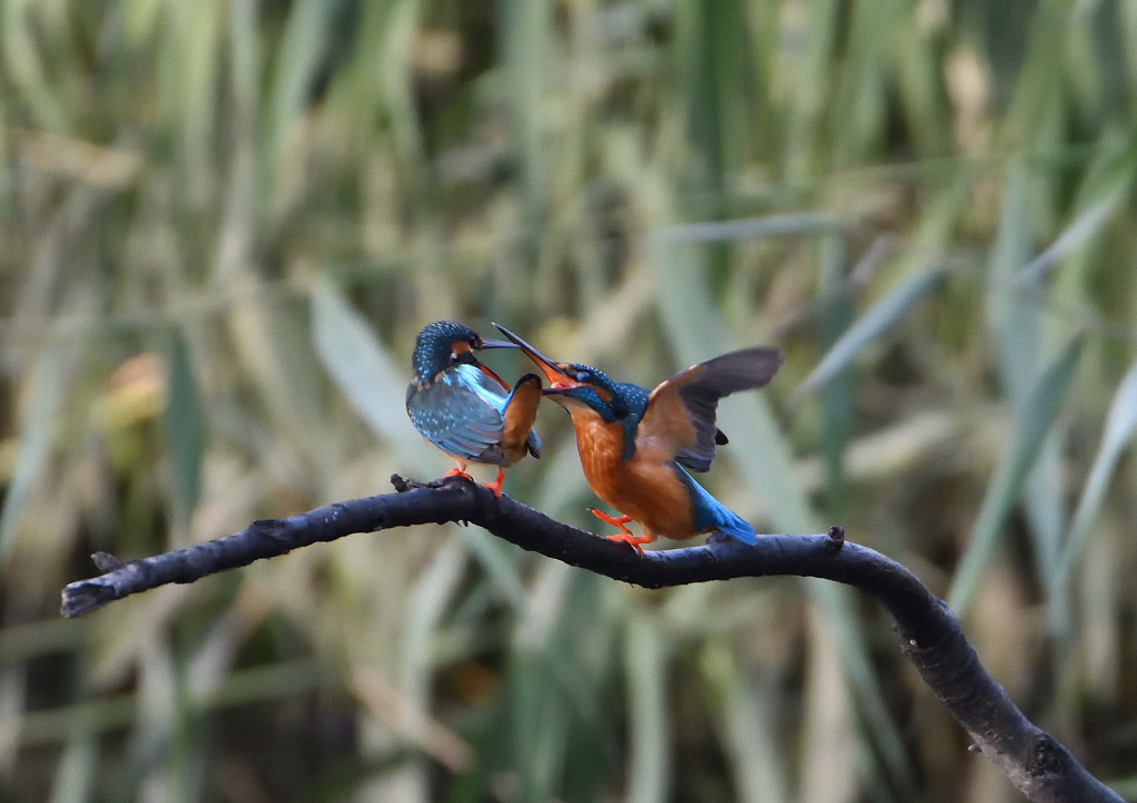 _191031_071737 DSC_7832