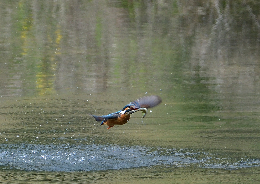 ダイブ　４/２２❻