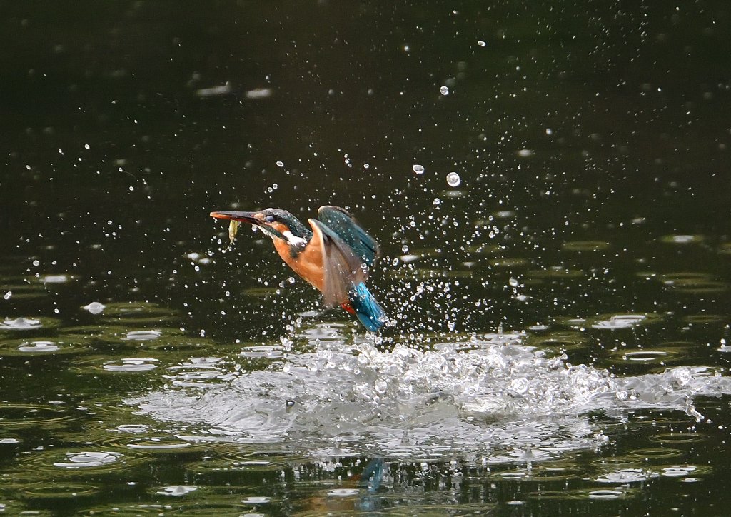 ダイブ　６/２❼