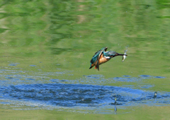 魚を・・・・・・　５/２０❹