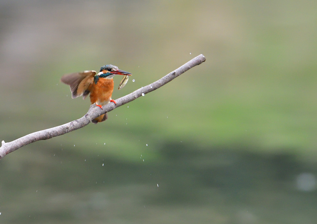 止まり木　４/１❷