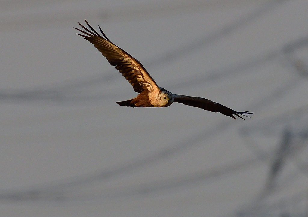 飛翔（チュウヒ）１/１３❸