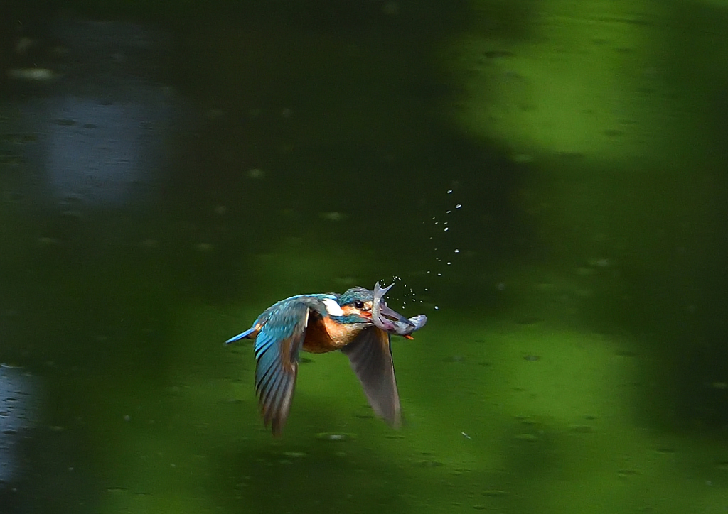 魚を・・・・・・　５/８❷