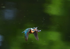 魚を・・・・・・　５/８❷