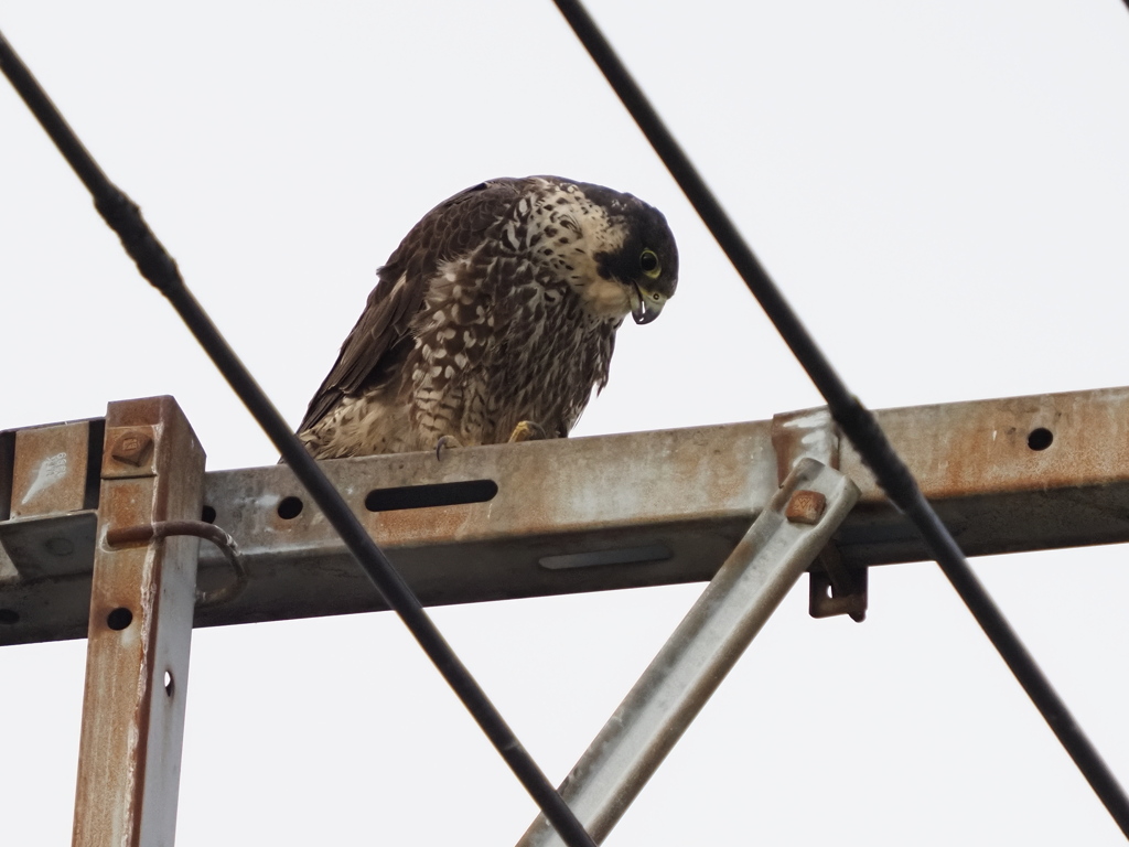 ハヤブサ　２/１❶