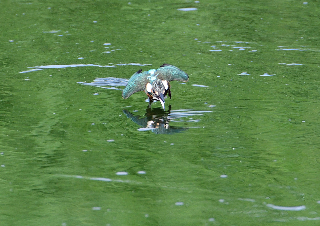 幼鳥、奮闘する　６/１４❼