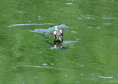 幼鳥、奮闘する　６/１４❼