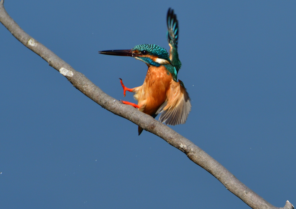 止まり木へ　３/７❶