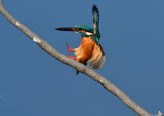 止まり木へ　３/７❶