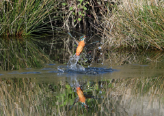 ダイブ　４/１３❶