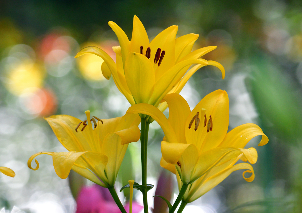 ゆり園　６/２０❻