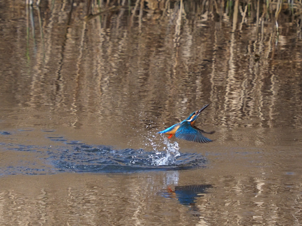 カワセミ　２/２７❹