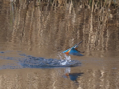 カワセミ　２/２７❹