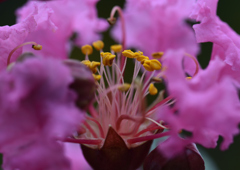 サルスベリ　７/２７