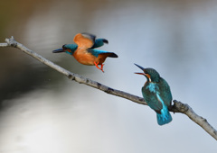 オスとメス　１２/９❶