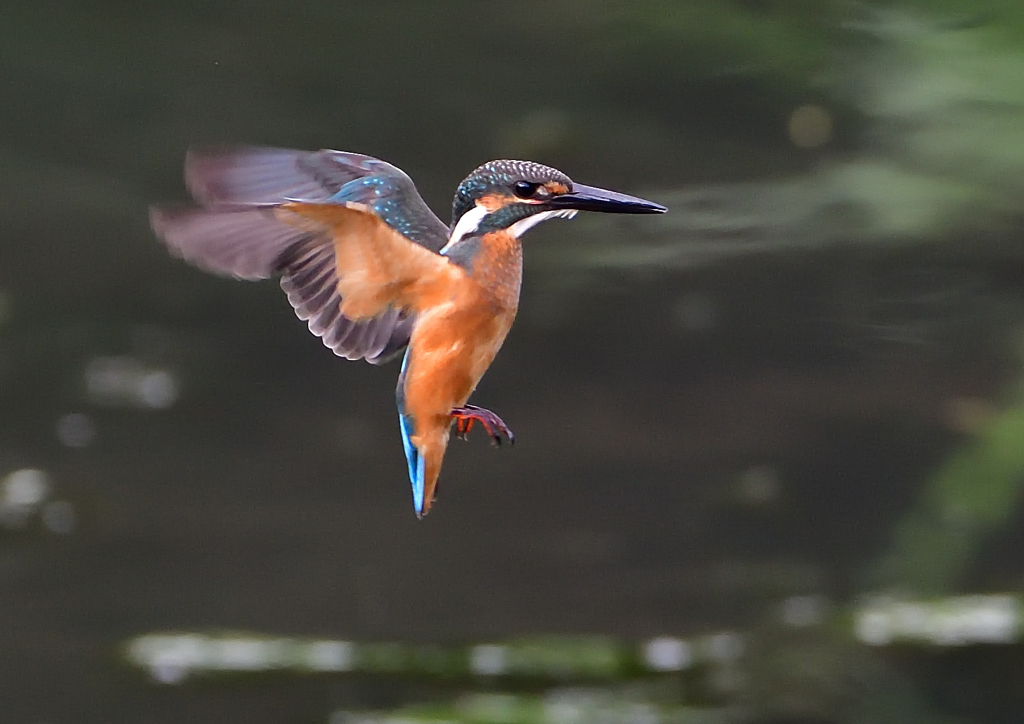 ホバリング　７/２９➂