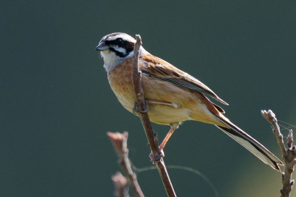 ホオジロ　３/３１❷