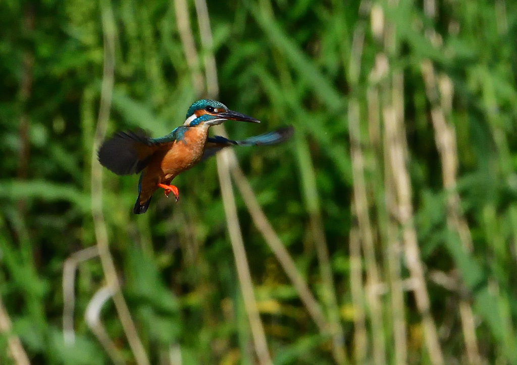 ホバ　５/１５❶