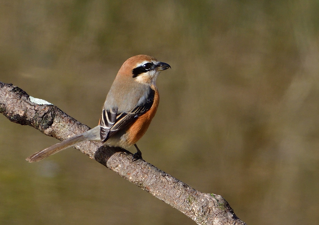 モズ　１１/３０