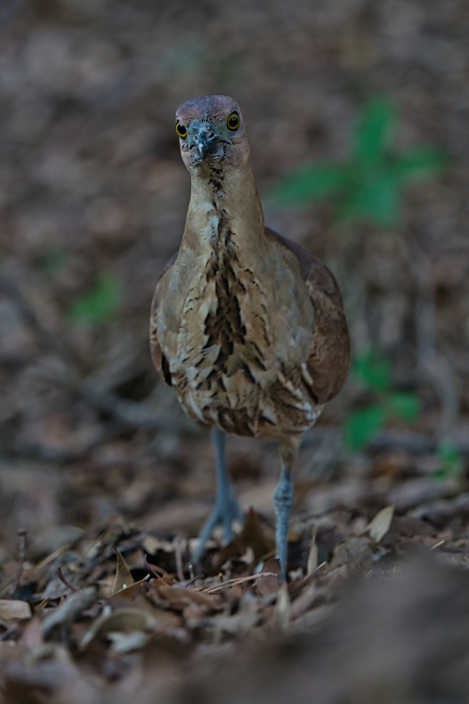 ミゾゴイ　６/２６❷