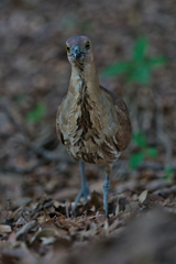 ミゾゴイ　６/２６❷