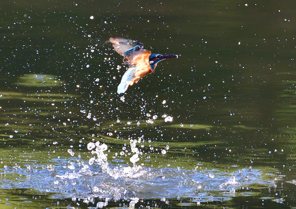 いつもの公園で　９/５❶