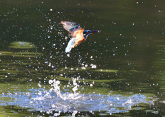 いつもの公園で　９/５❶