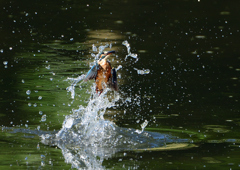 ダイブ　８/１３⓬