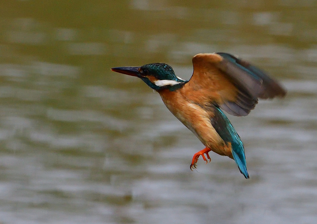 ホバ　５/１８❸