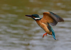 ホバ　５/１８❸