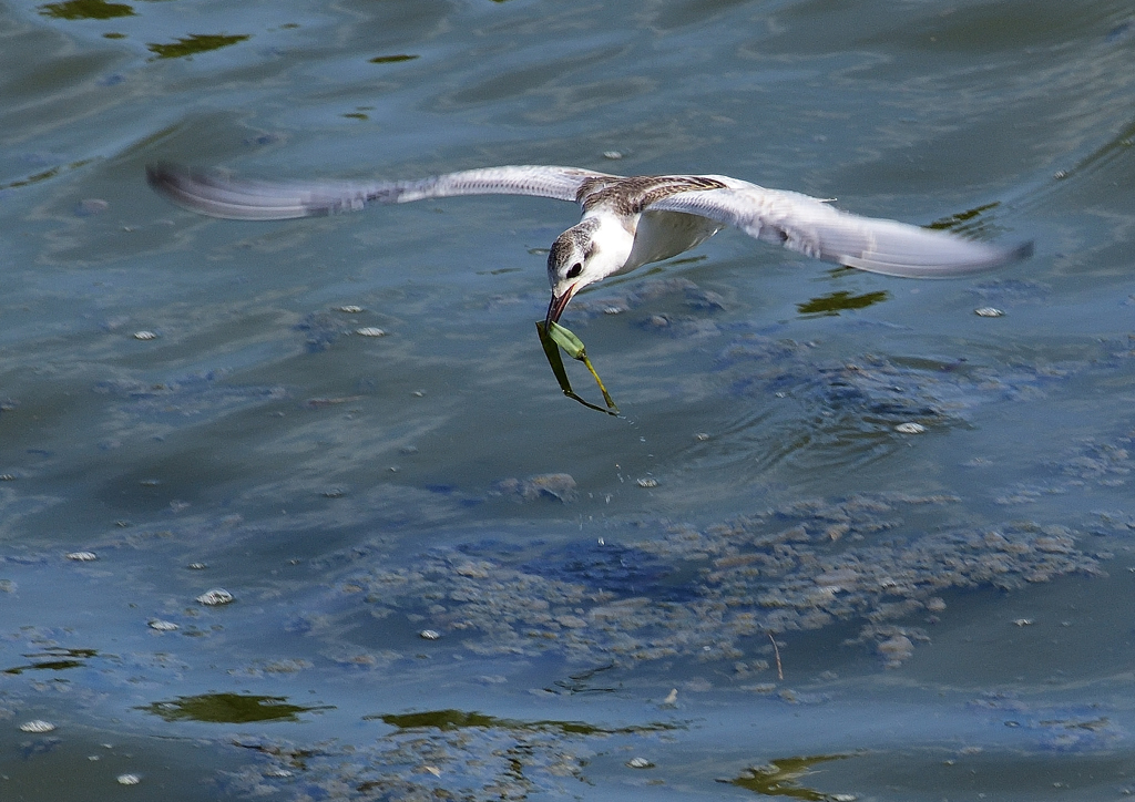 ハジロクロハラアジサシ　１０/５❶