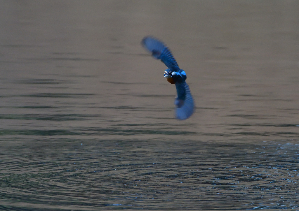 ホバリング　１２/２０❽