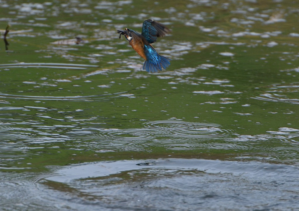 ダイブ　７/３０